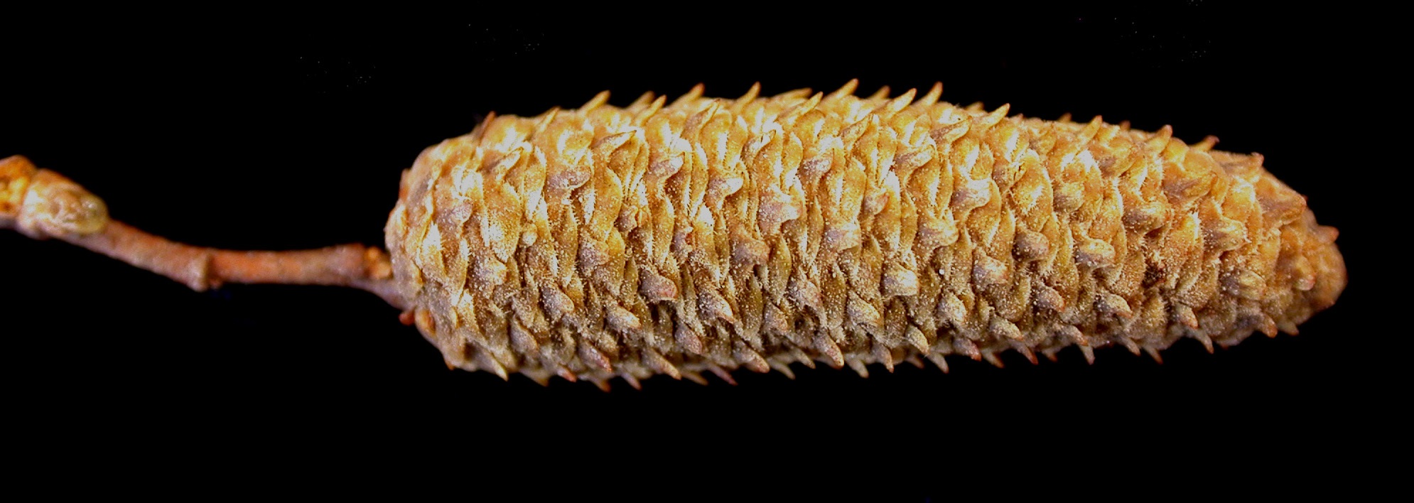 Fruiting head of a grey birch.