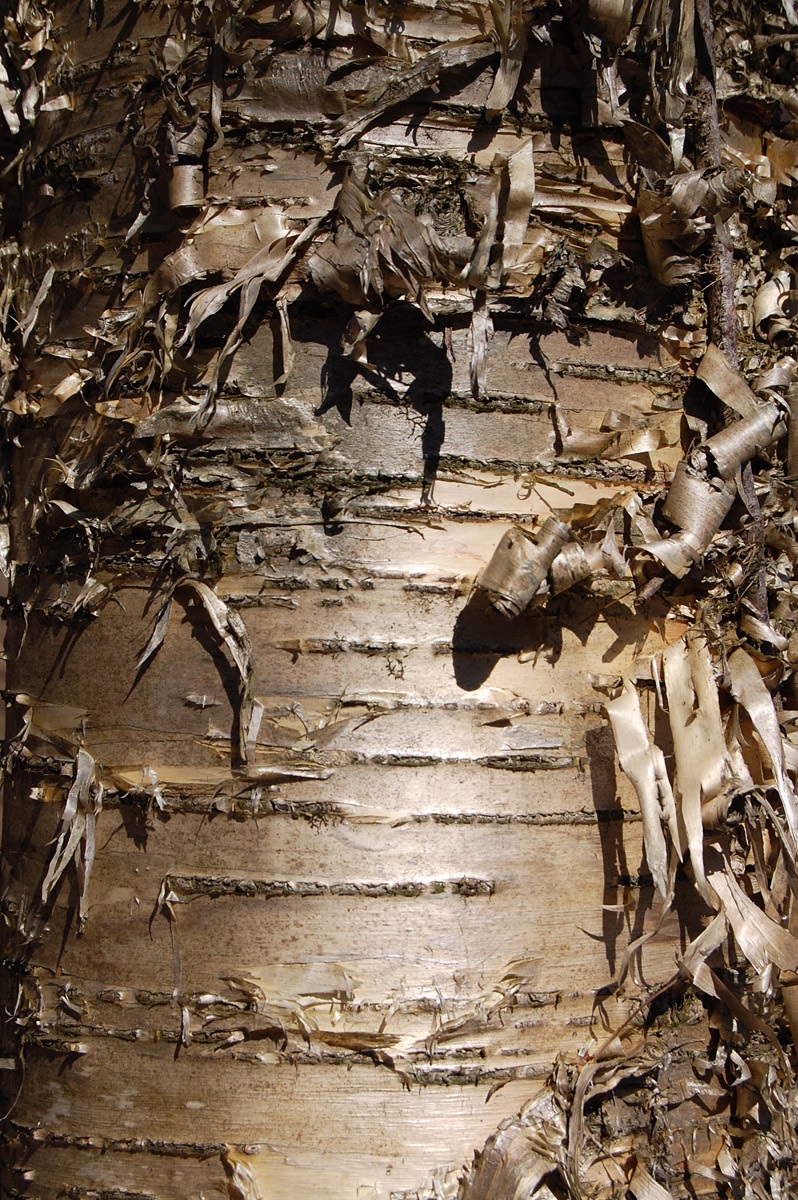 Yellow-silver peeling bark.