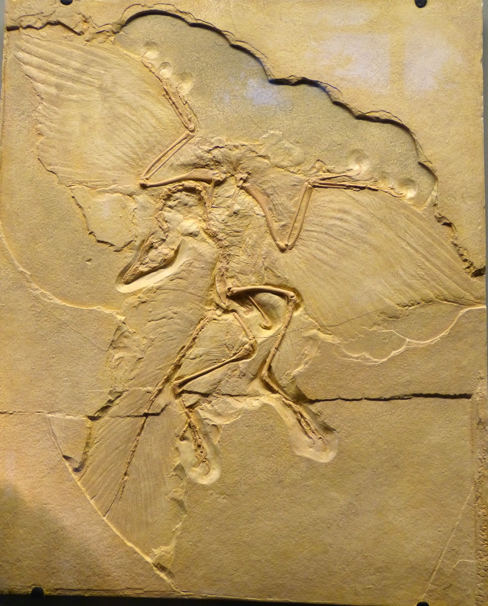 <p><em>Archaeopteryx</em></p> <p><em>Archaeopteryx</em> fossil</p>