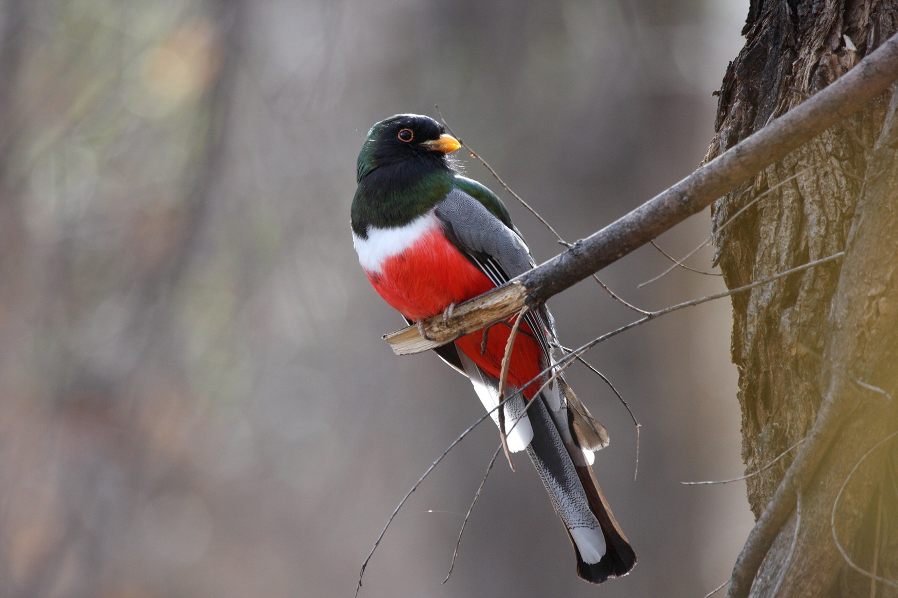 Elegant Trogon Dark green and grey bird with red and white on its chest.