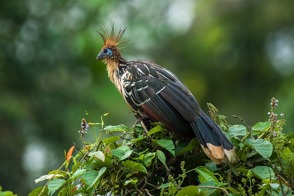 Hoatzin Bird with a large crest among green leaves.