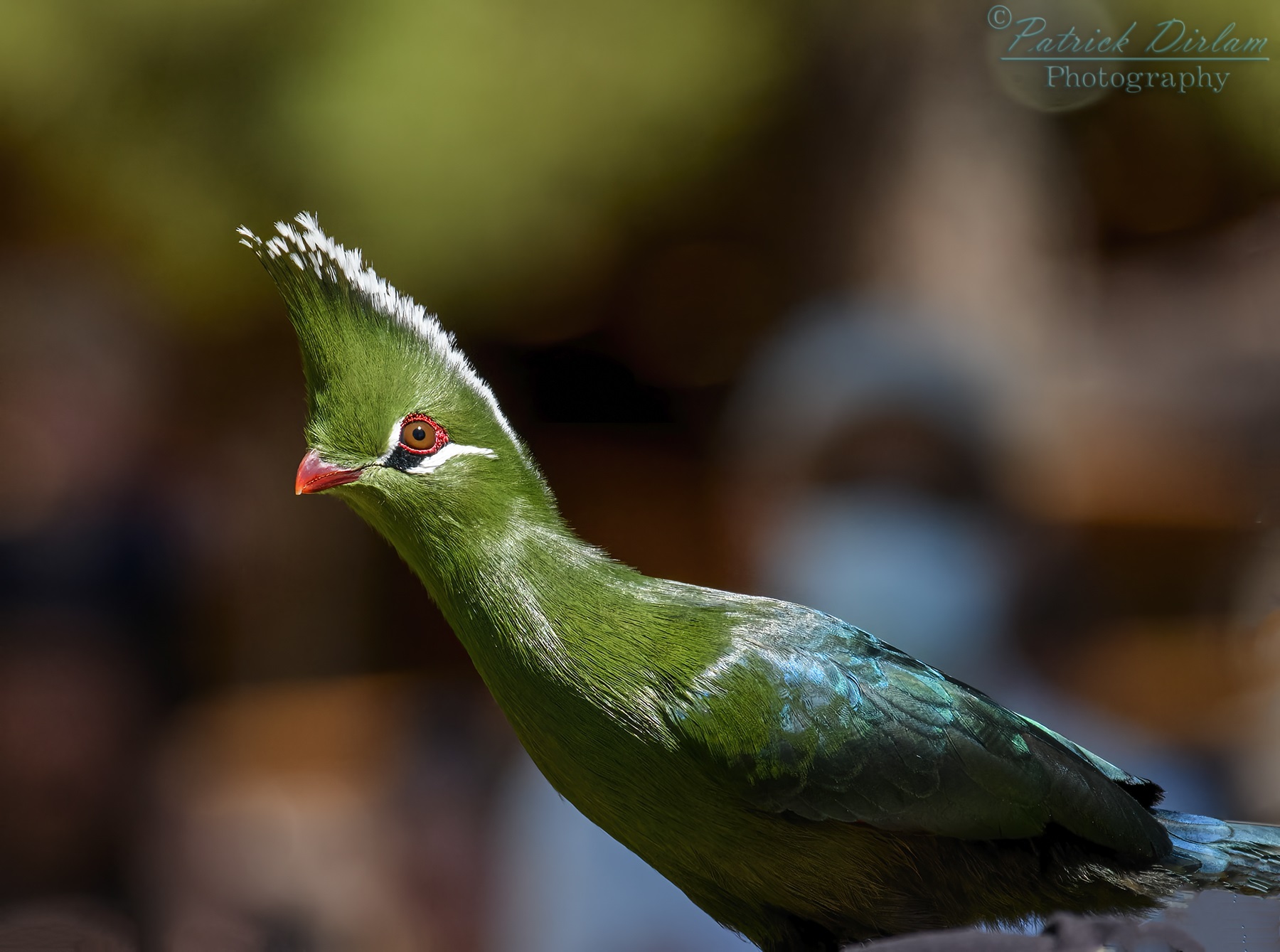 Livingstone’s Turaco Bright green bird with a large crest
