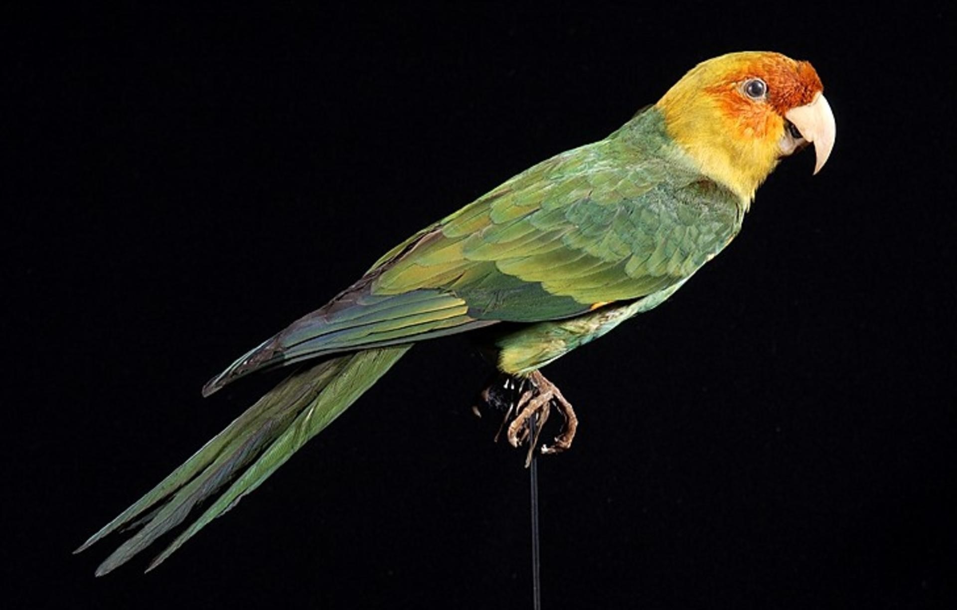 Carolina Parakeet Taxidermy Carolina parakeet against a black background.