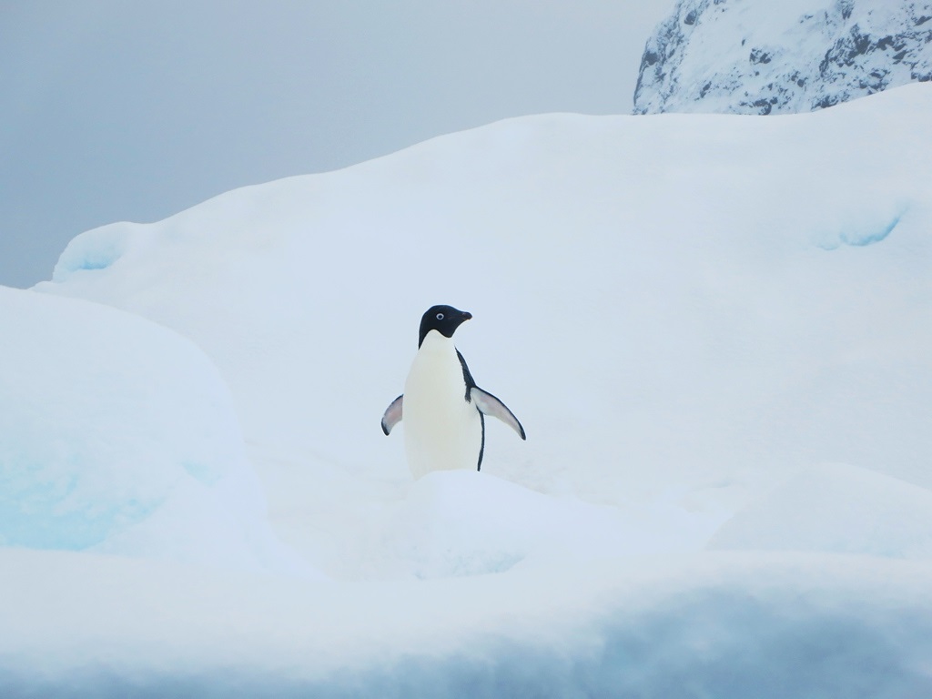 Adelie Penguin Little penguin on ice.