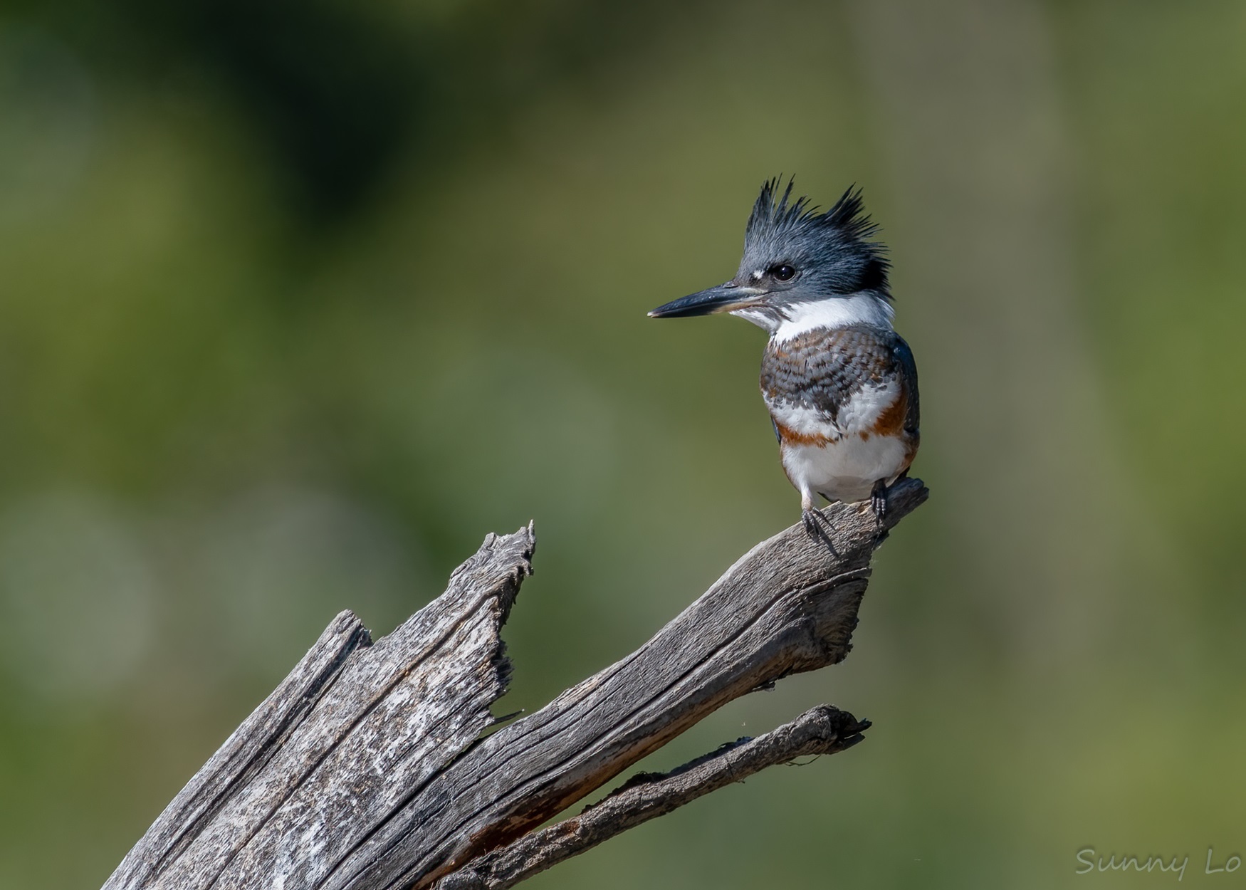 Belted Kingfisher Blue, white and red bird with large crest.