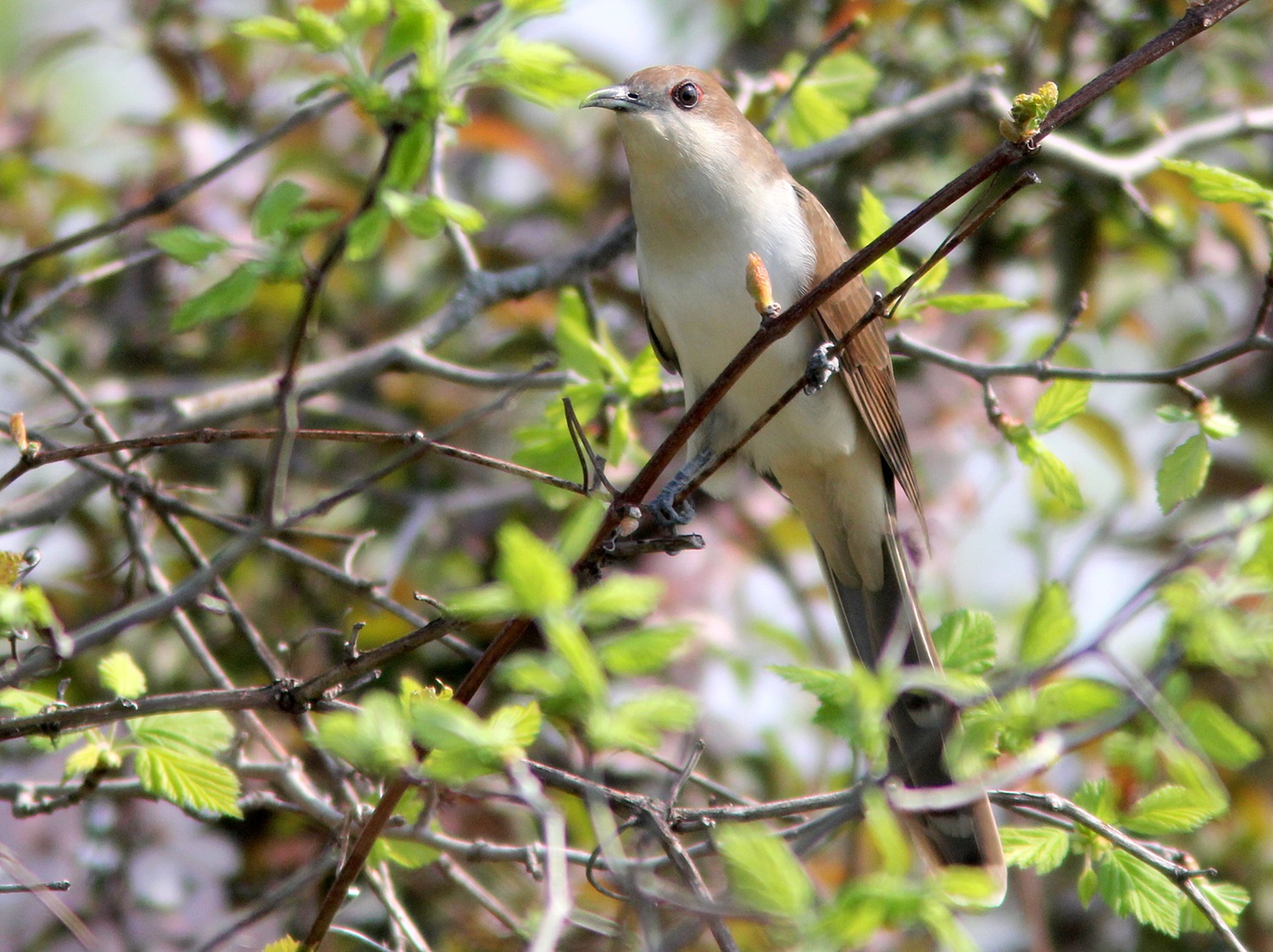 Black-billed Cuckoo White-and-brown bird on a branch.