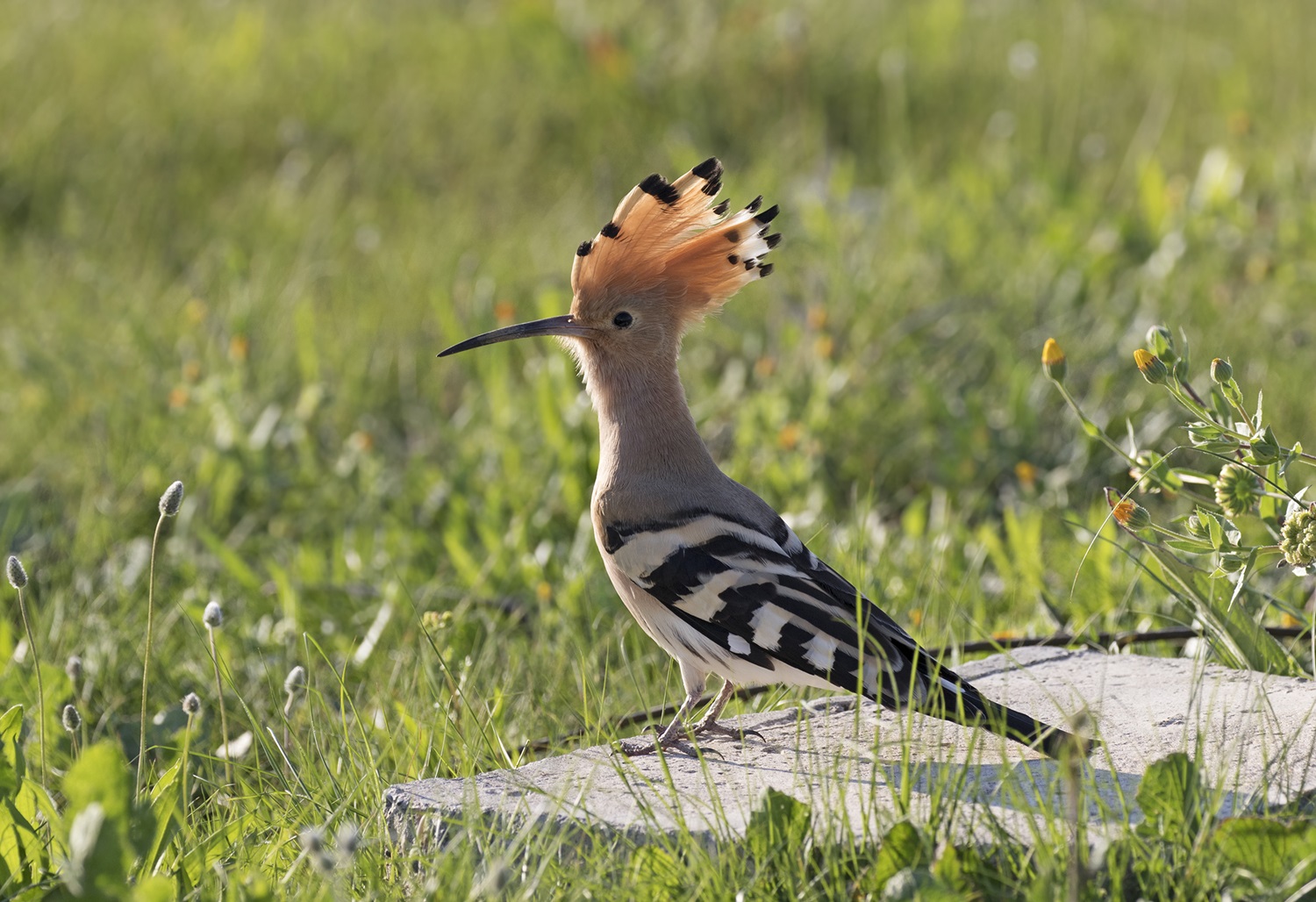 Common Hoopoe Tan bird with large black-tipped crest.