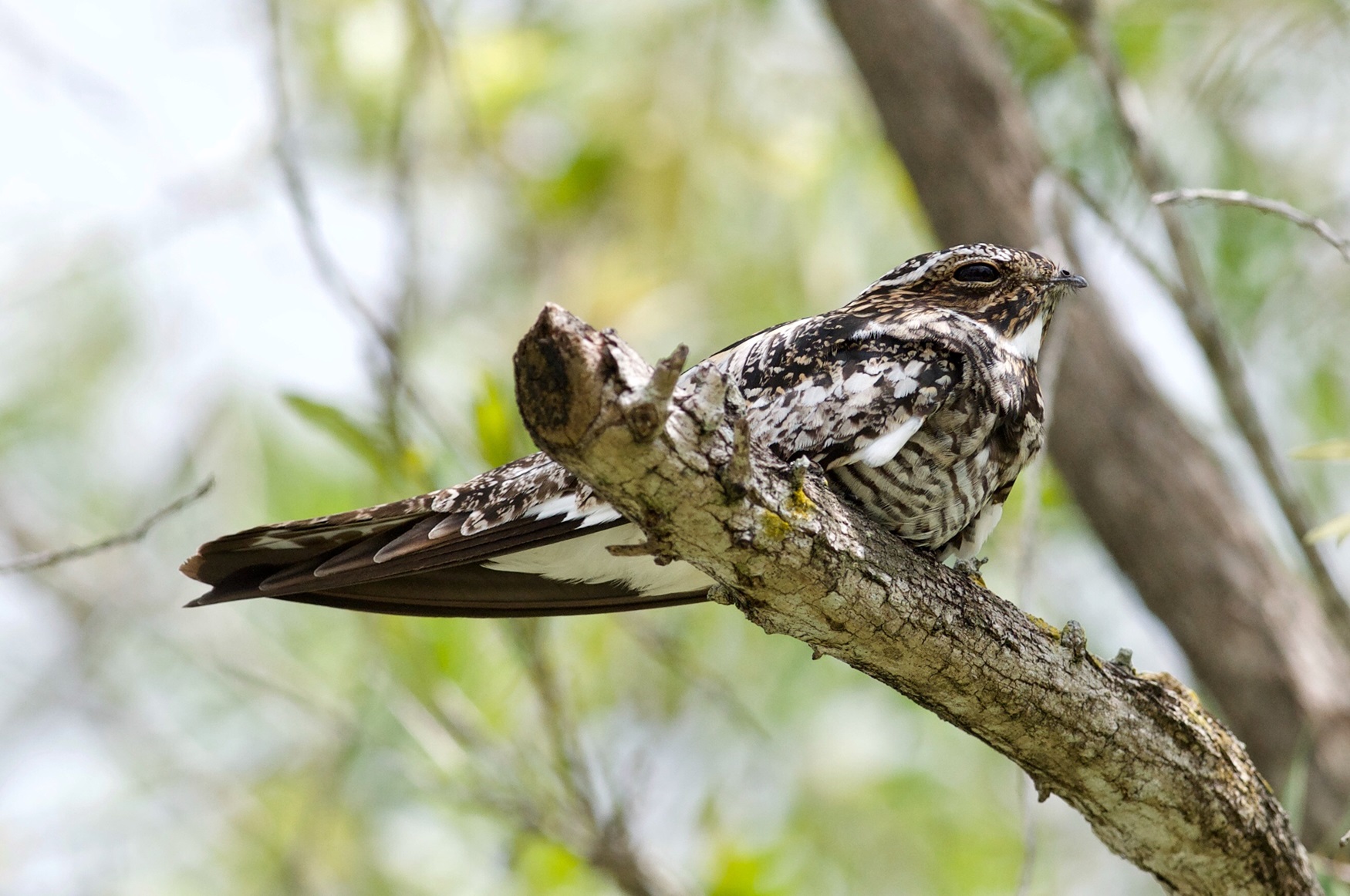 Common Nighthawk Well-camouflaged bird on a branch.