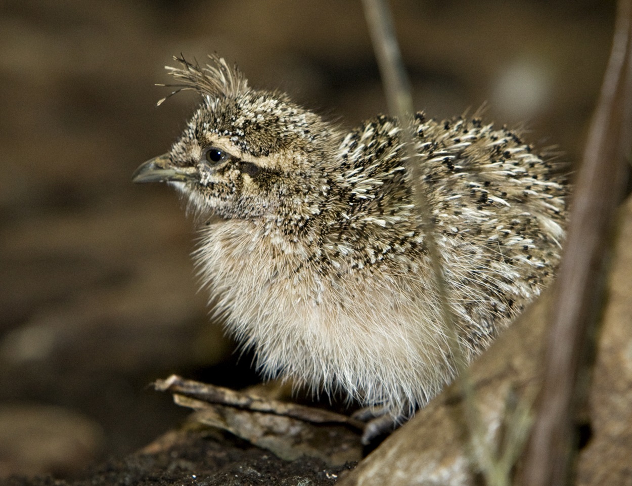 Crested Tinamou Chicks Fluffy chick.