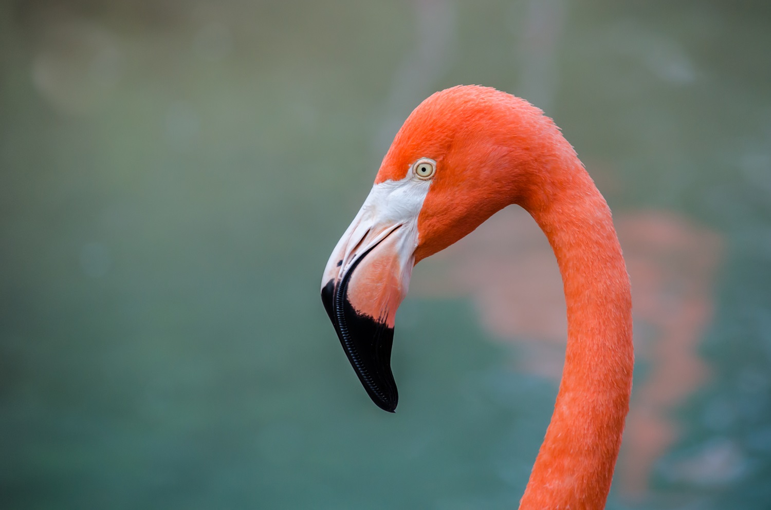 Flamingo Flamingo head.