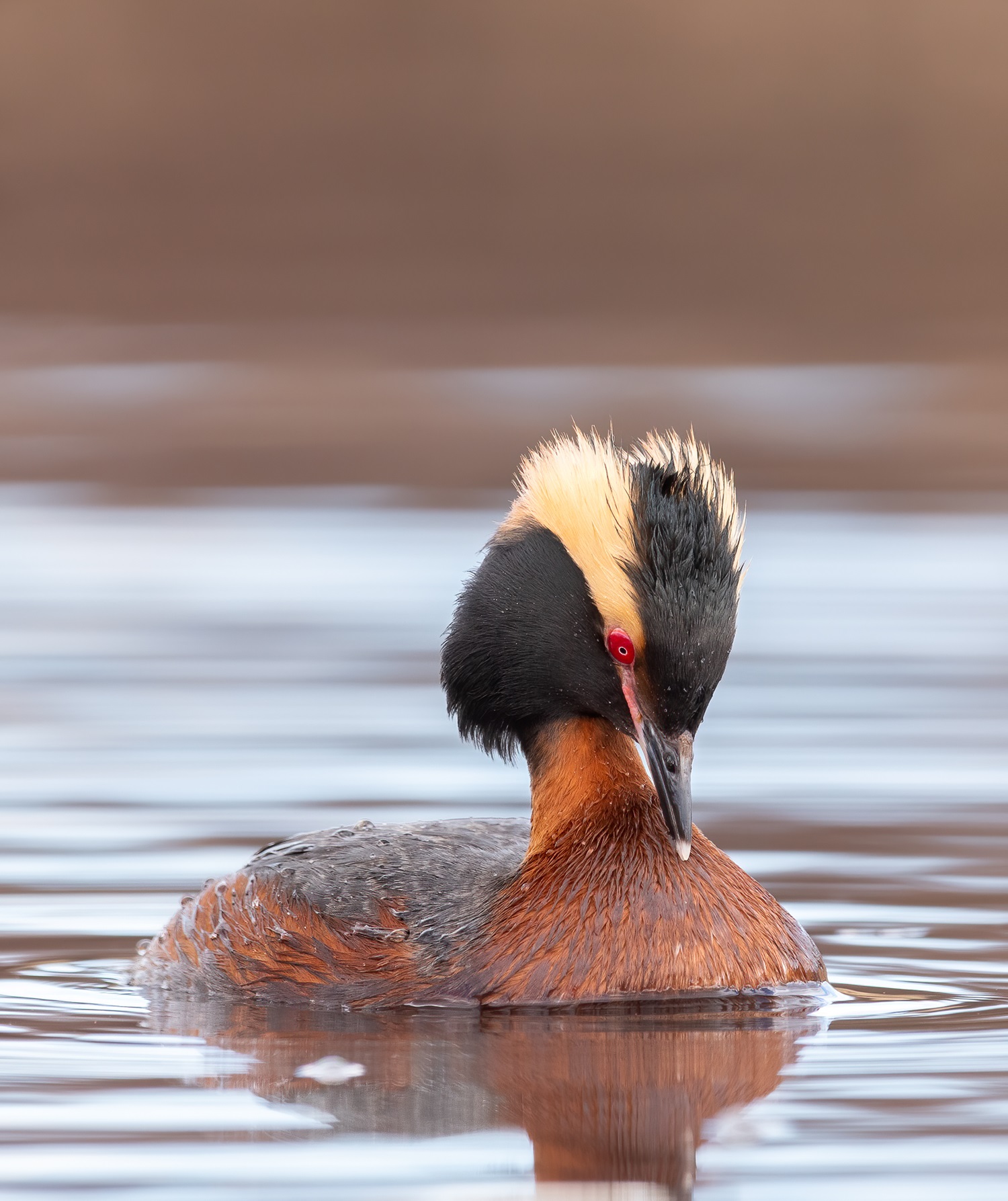Horned Grebe Grebe in the water.