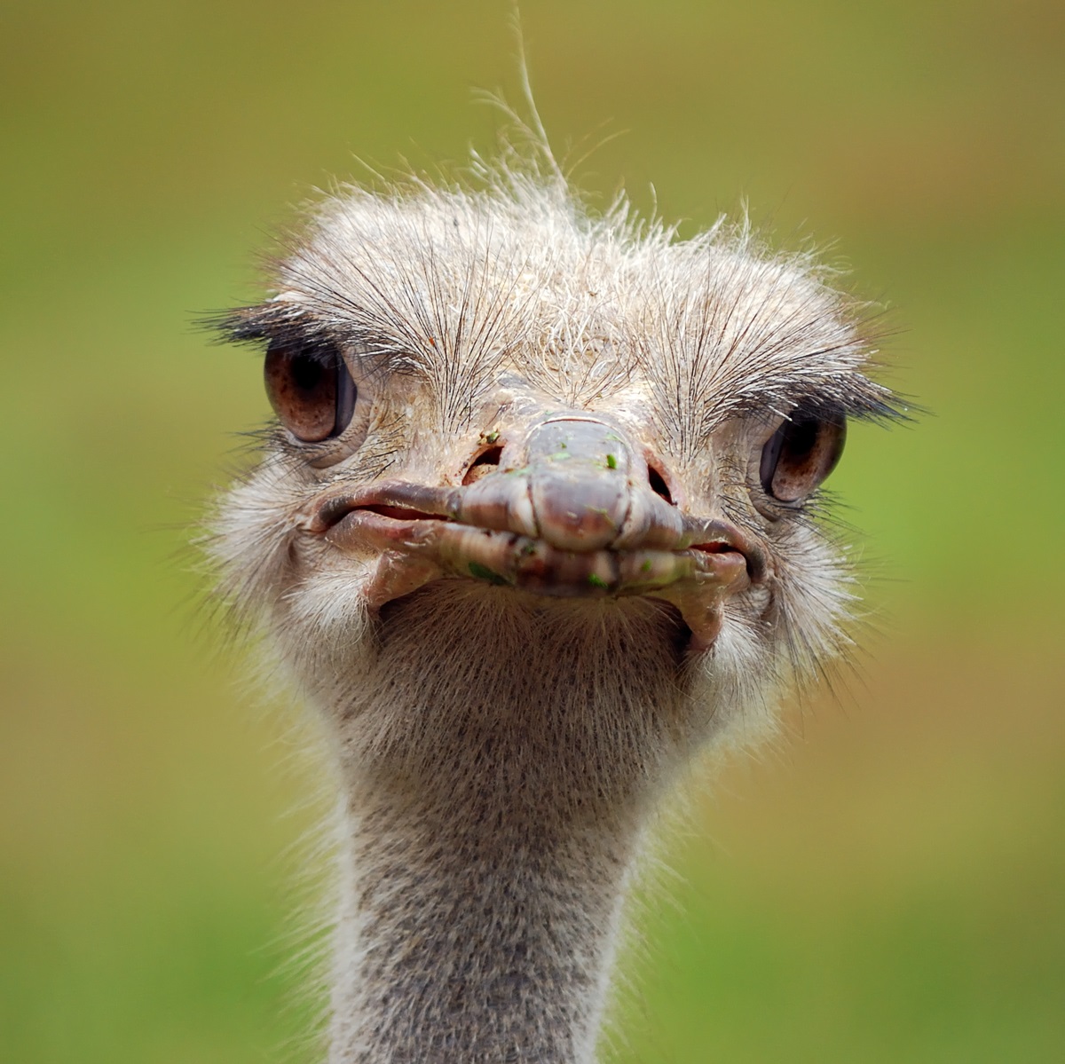 Ostrich Ostrich head.