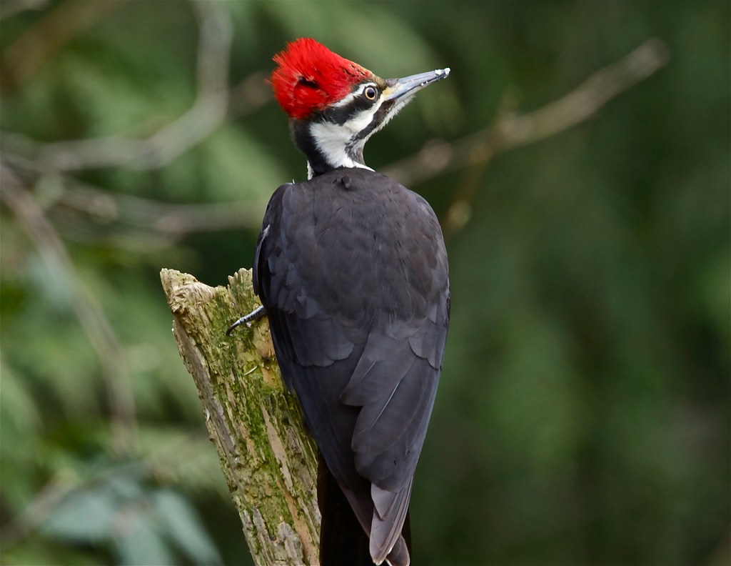 Pileated Woodpecker Black and white bird with bright red crest.