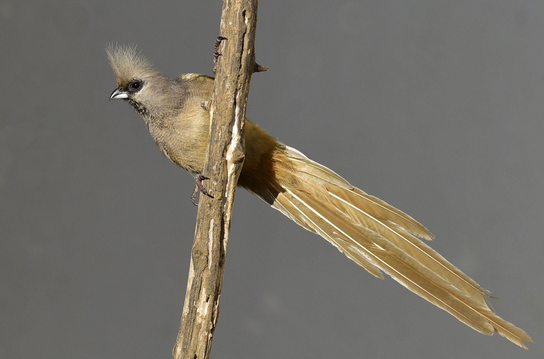 Speckled Mousebird Bird with a crest and a long tail.