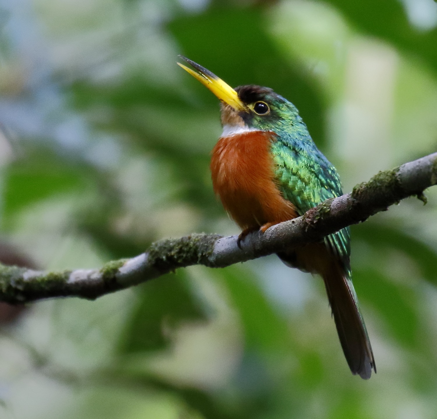 Yellow-billed Jacamar Emerald green and reddish-brown bird on a branch.