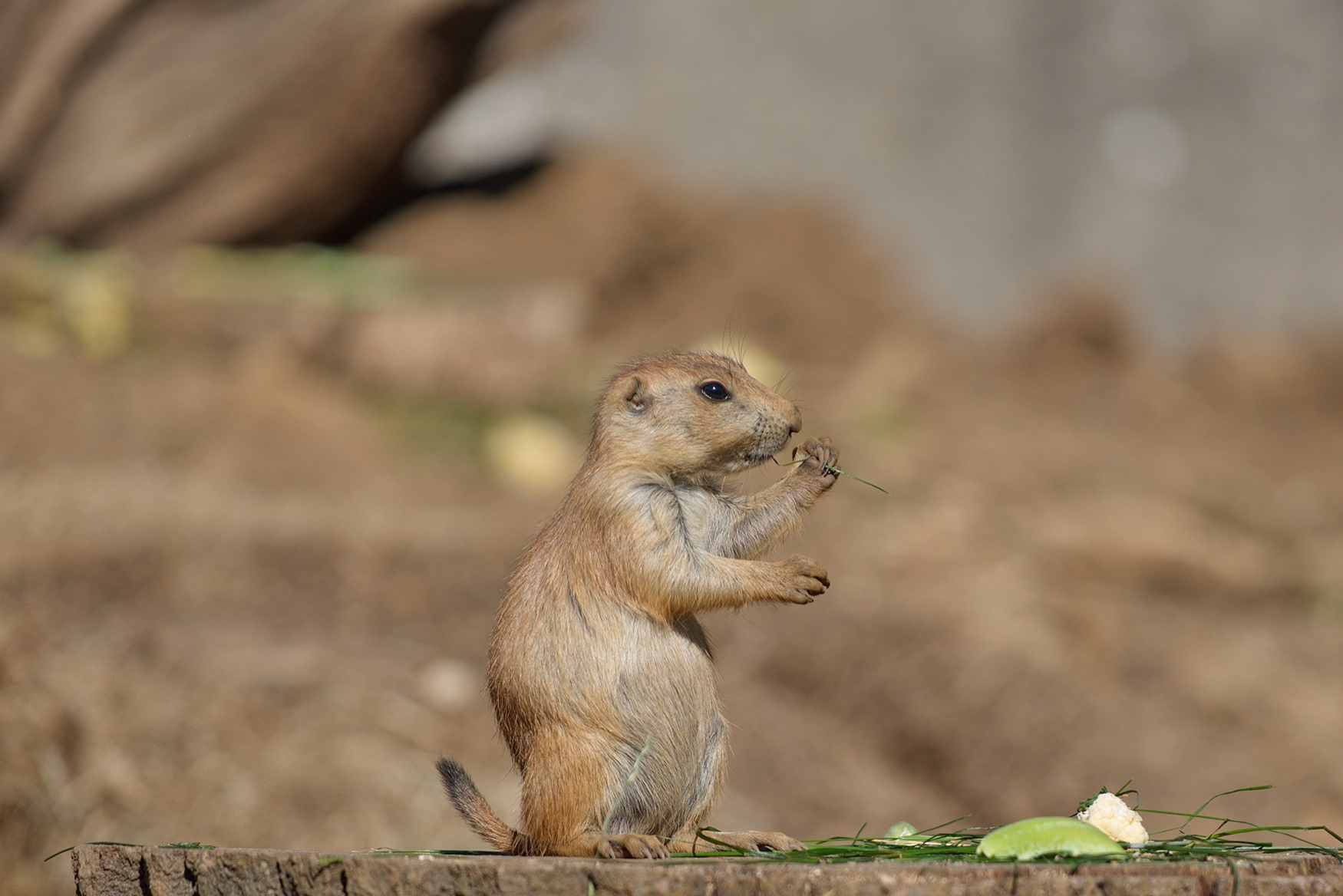 Black-tailed Prairie Dog Prairie dog eating on stump.