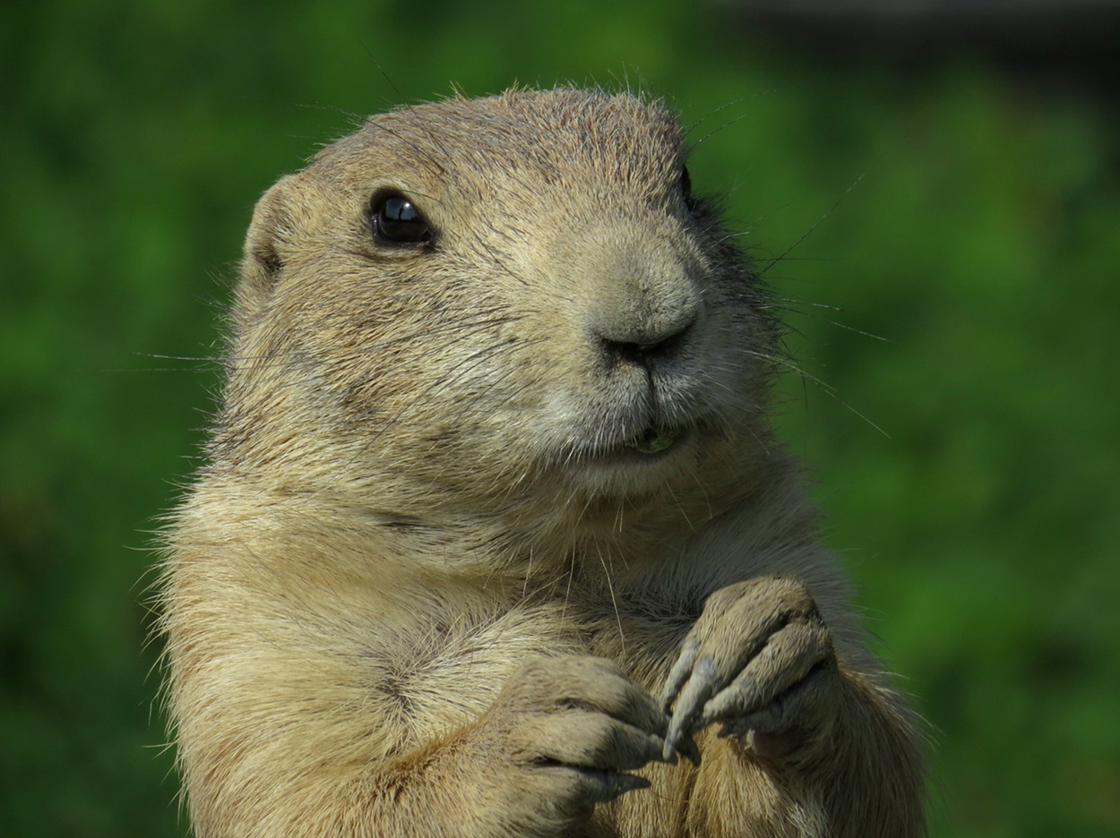 Black-tailed Prairie Dog at Omega Park, QC Prairie dog in front of a green (clover) background.
