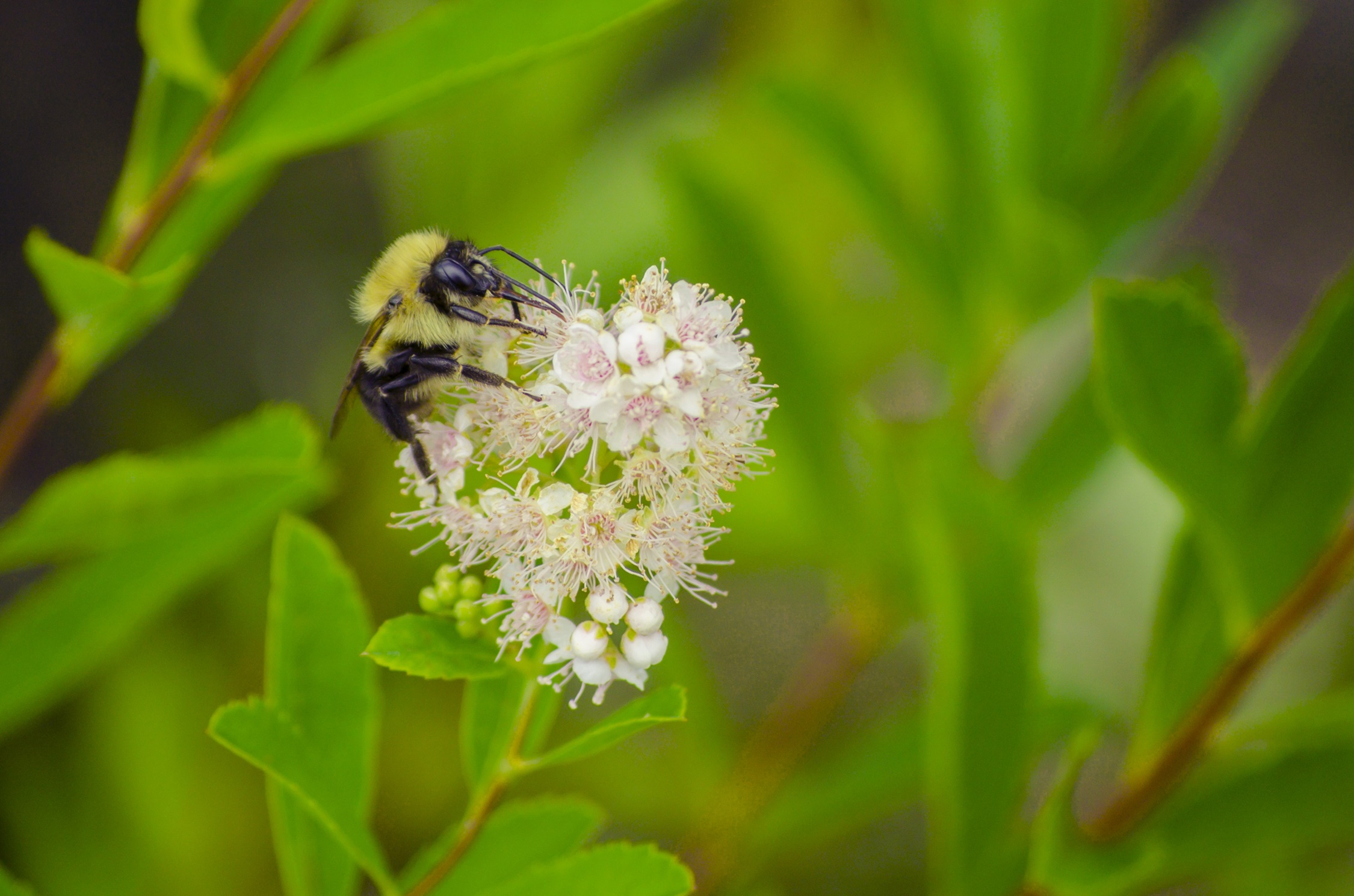 Biodiversité