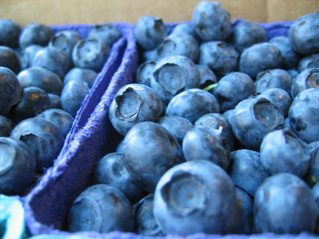 Bleuets cueillis