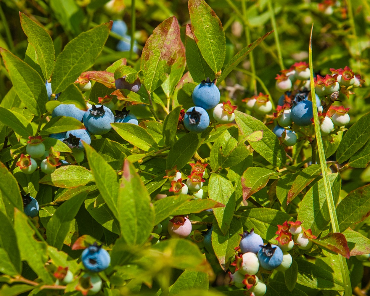 Bleuet sauvage