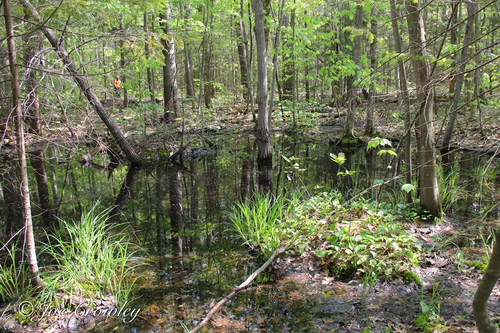 A close-up of a small wetland in a deciduous forest