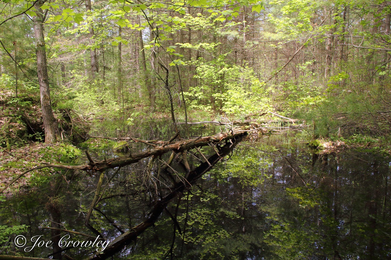 A close-up of a small wetland in a deciduous forest