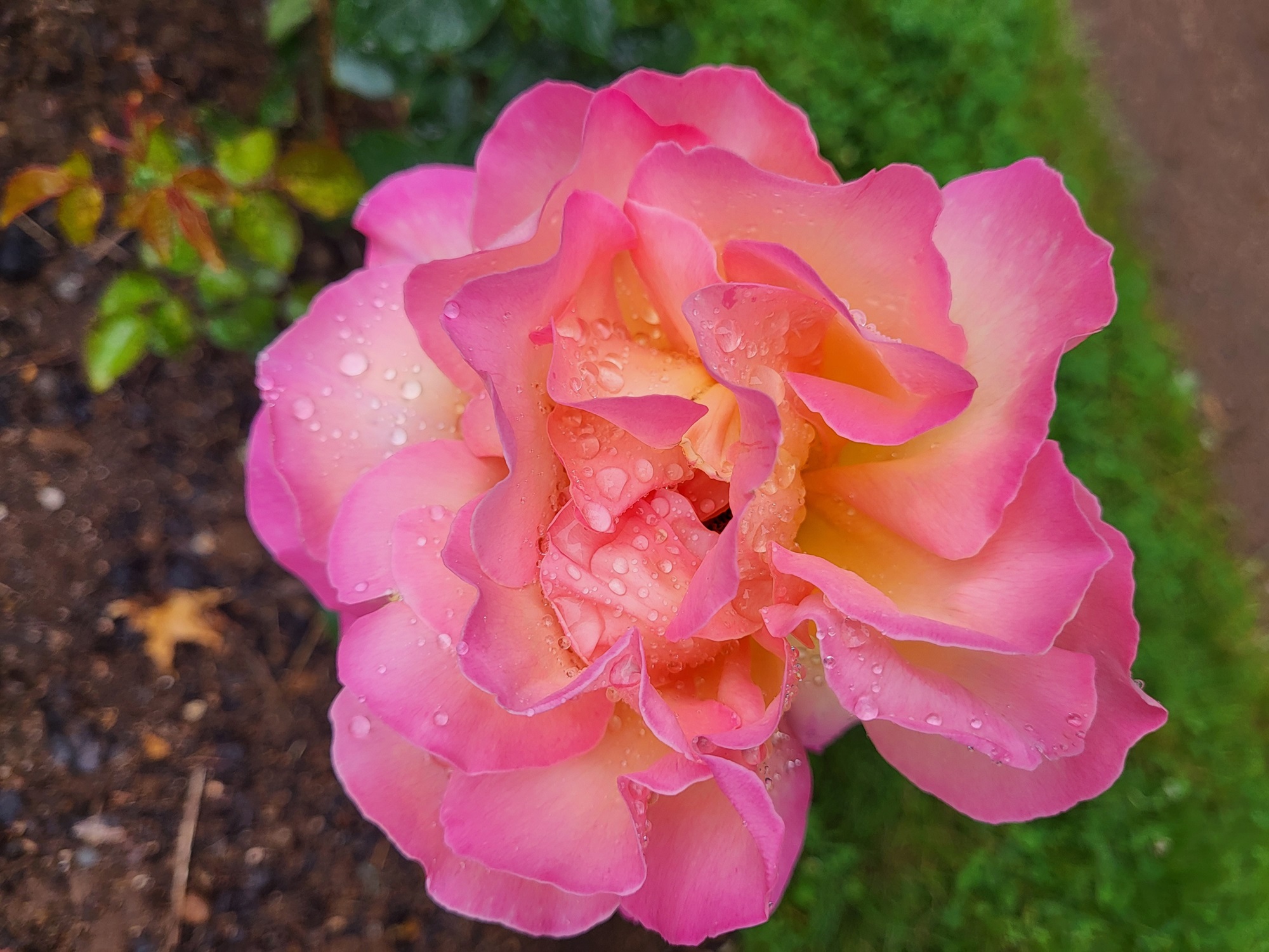 Rose au Jardin historique d’Annapolis Royal Rose de couleur rose.