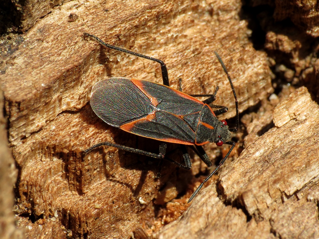 Adult Eastern Boxelder Bug Black and red bug on bark.