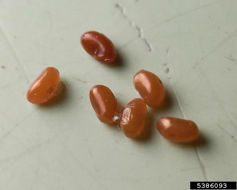 Boxelder Bug Eggs Kidney bean shaped eggs.