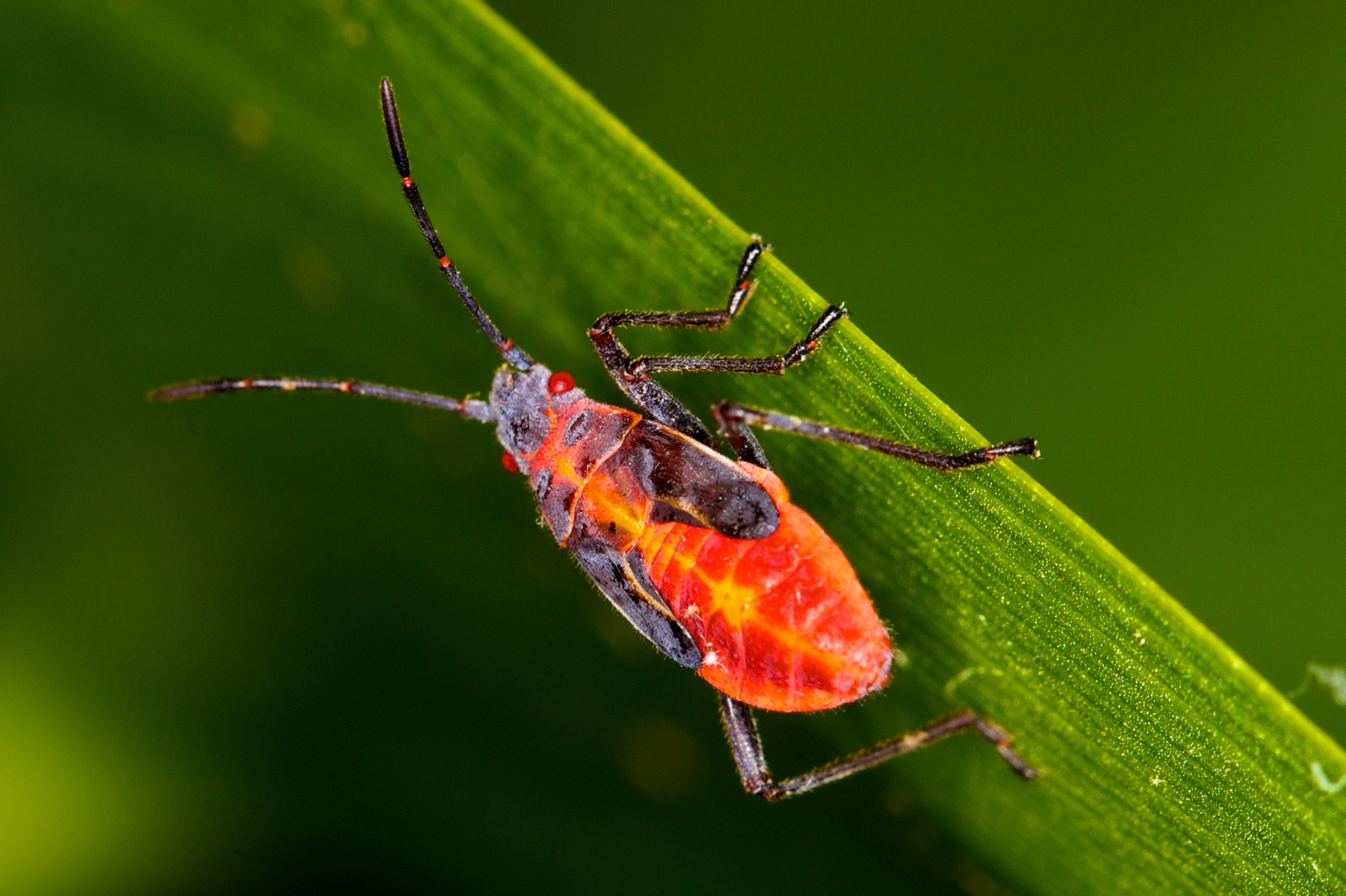 Eastern Boxelder Bug Nymph Mostly red bug on blade of grass.