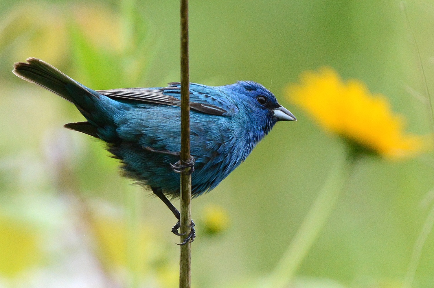 Buntings in Canada