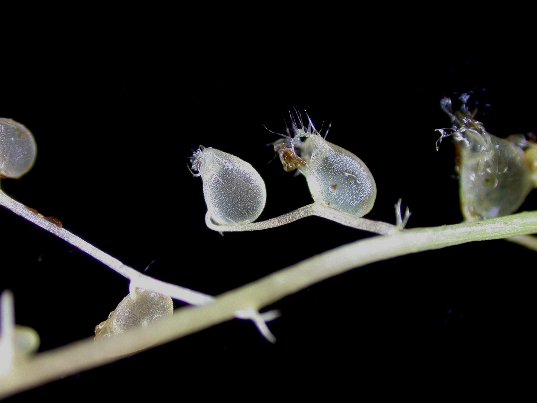 Bladderwort Trap Close-up of underwater bladderwort trap.