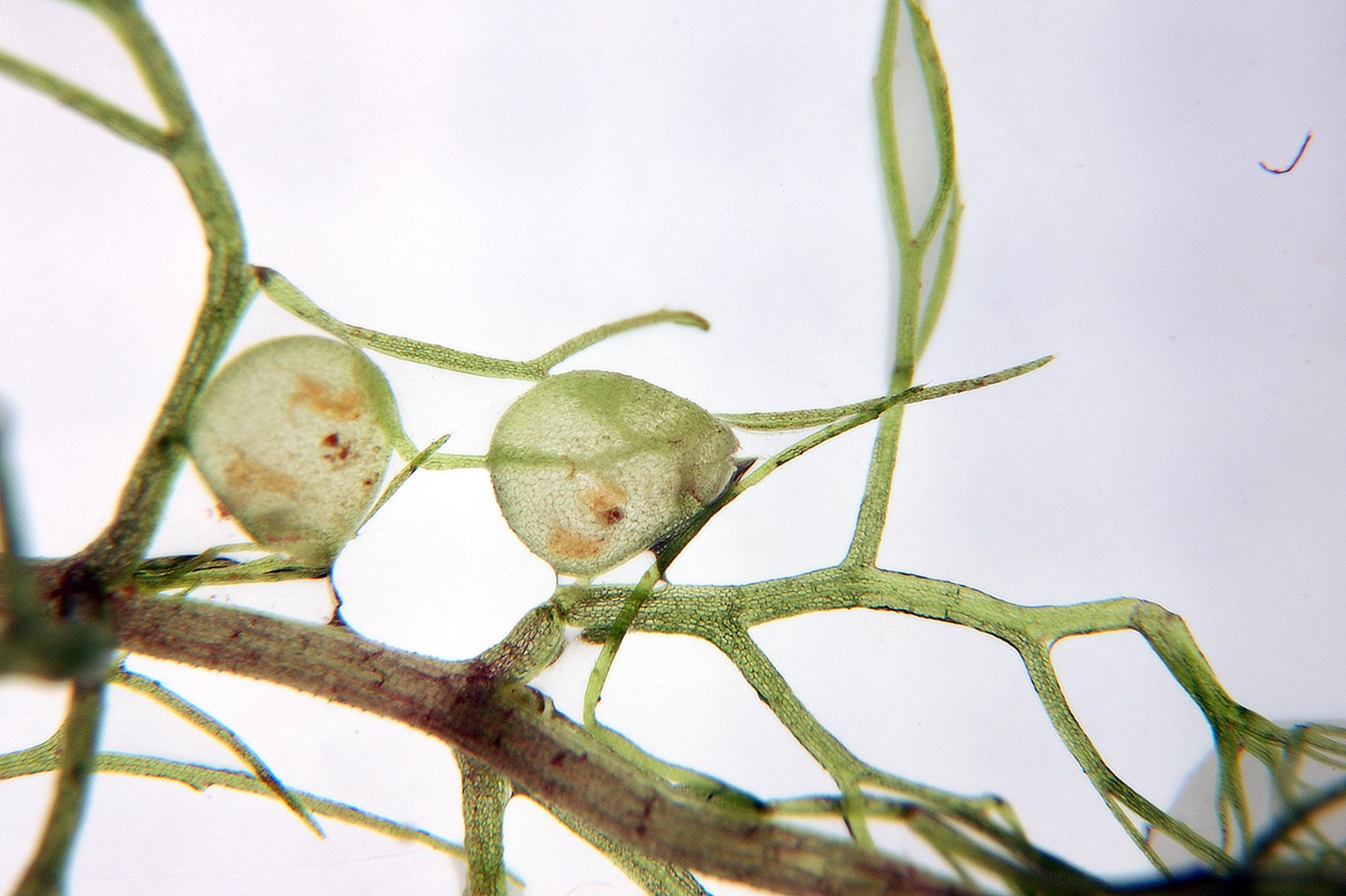 Bladderwort (Utricularia aurea) Bladderwort traps.