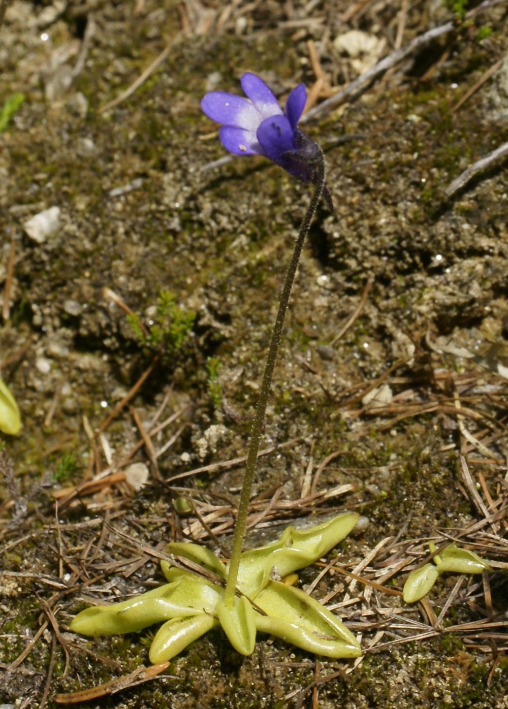 Common butterwort (Pinguicula vulgaris) Purple-blue flower.