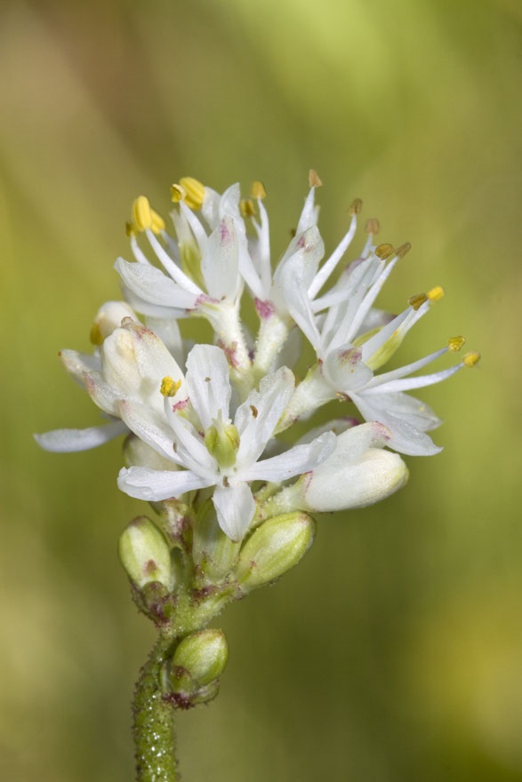 Western False Asphodel (Triantha occidentalis) White flower.