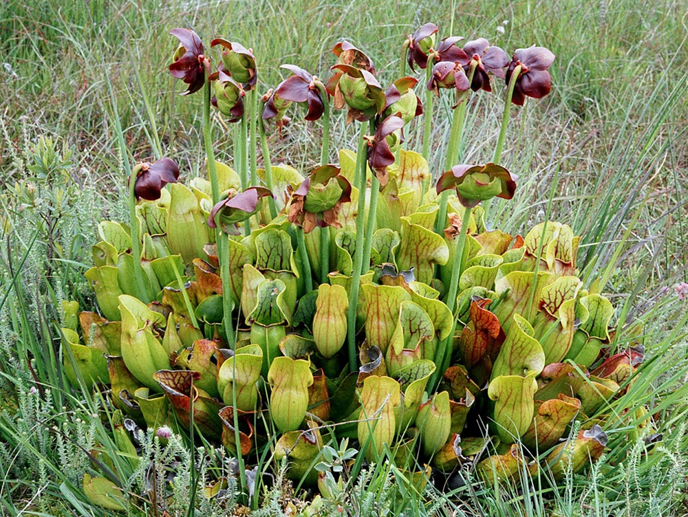 Purple Pitcher Plant (Sarracenia purpurea) Cluster of pitcher plants in a bog.