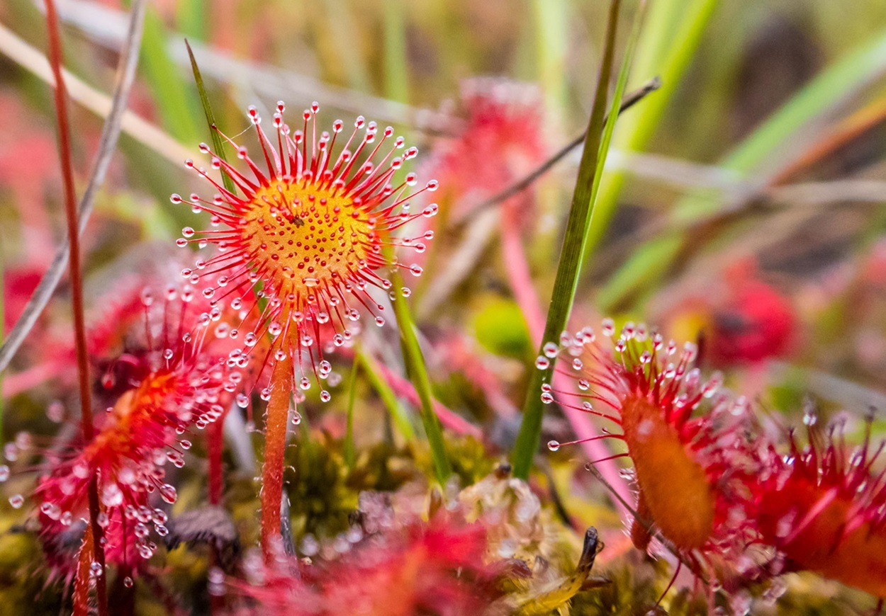 Round-Leaved Sundew Small round-leaved sundew close-up.