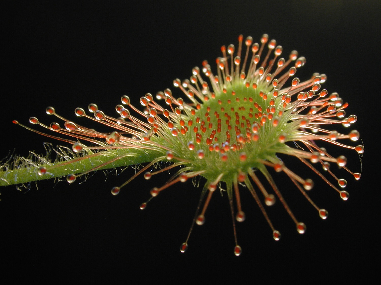 Round-Leaved Sundew (Drosera rotundifolia) Round-leaved sundew against black background.