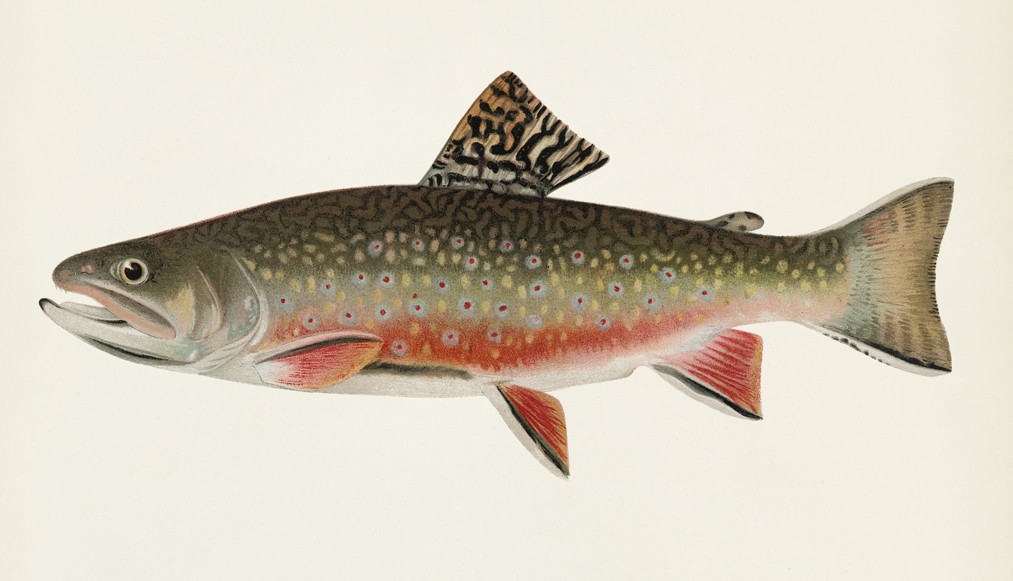 Illustration of a brook trout.