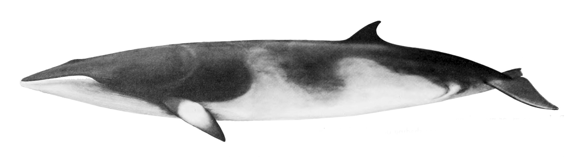 Common Minke Whale Illustration Black-and-white illustration of a common minke whale.