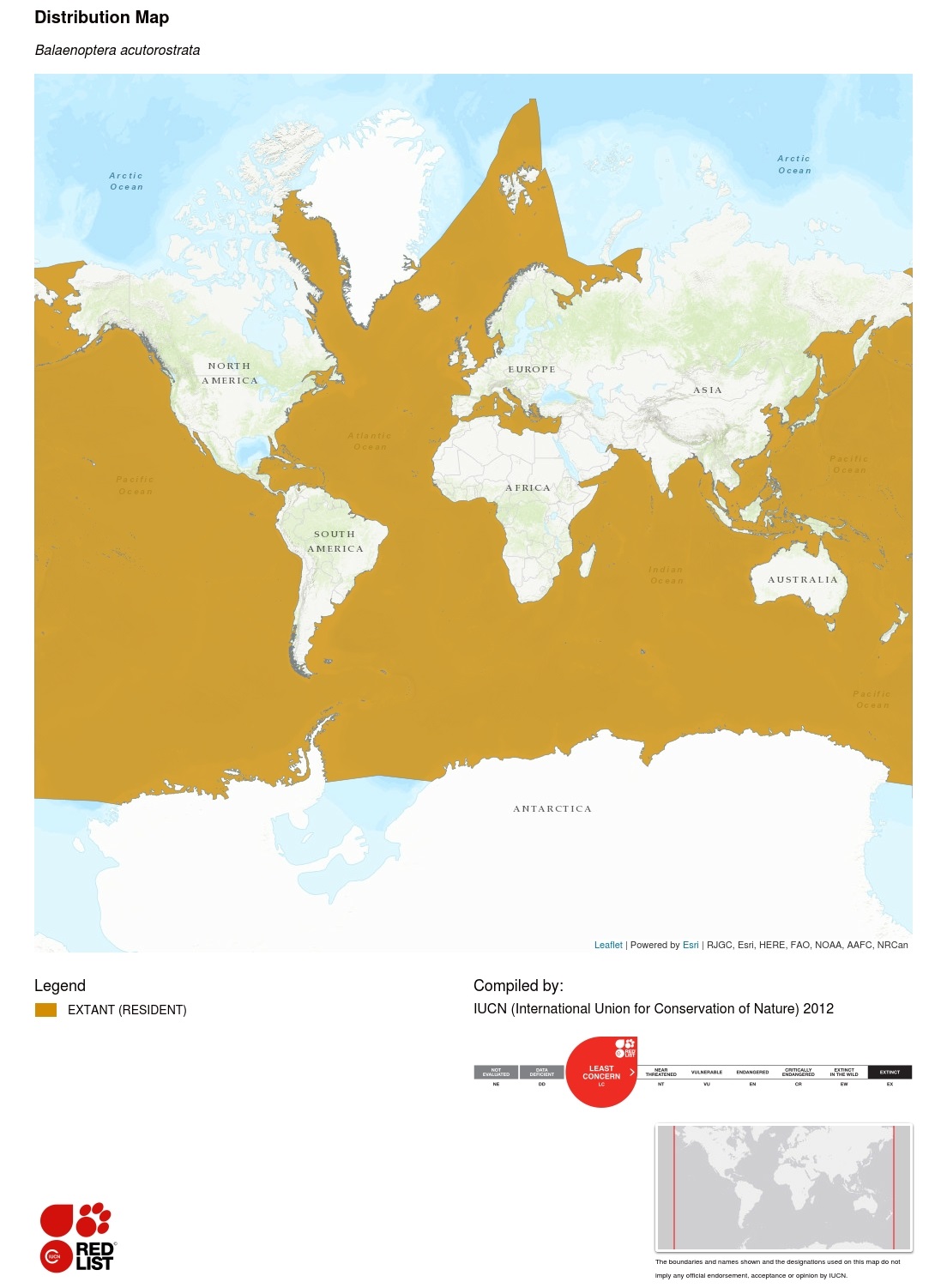 Common Minke Whale Distribution Distribution map of the common minke whale.