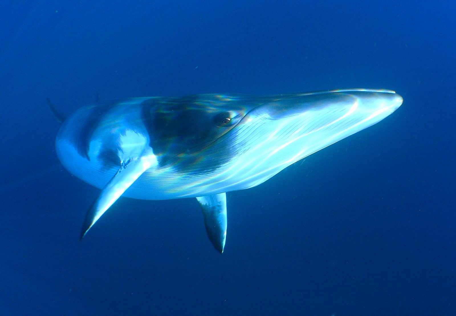 Media Common Minke Whale Underwater Underwater photograph of a minke whale.