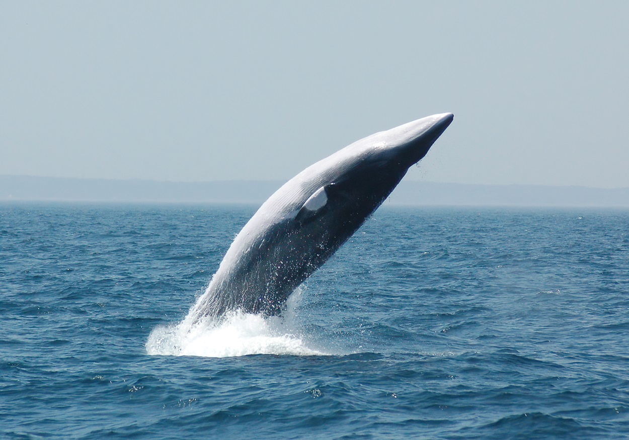 Common Minke Whale Breaching Minke whale jumping.