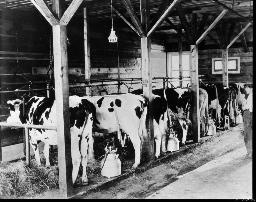 Dairy Cows and Dairy Equipment Dairy cows and dairy equipment
