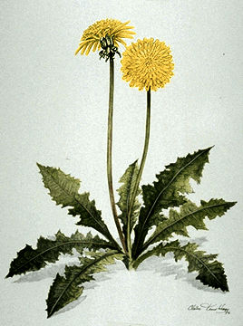 Dandelion Dandelion