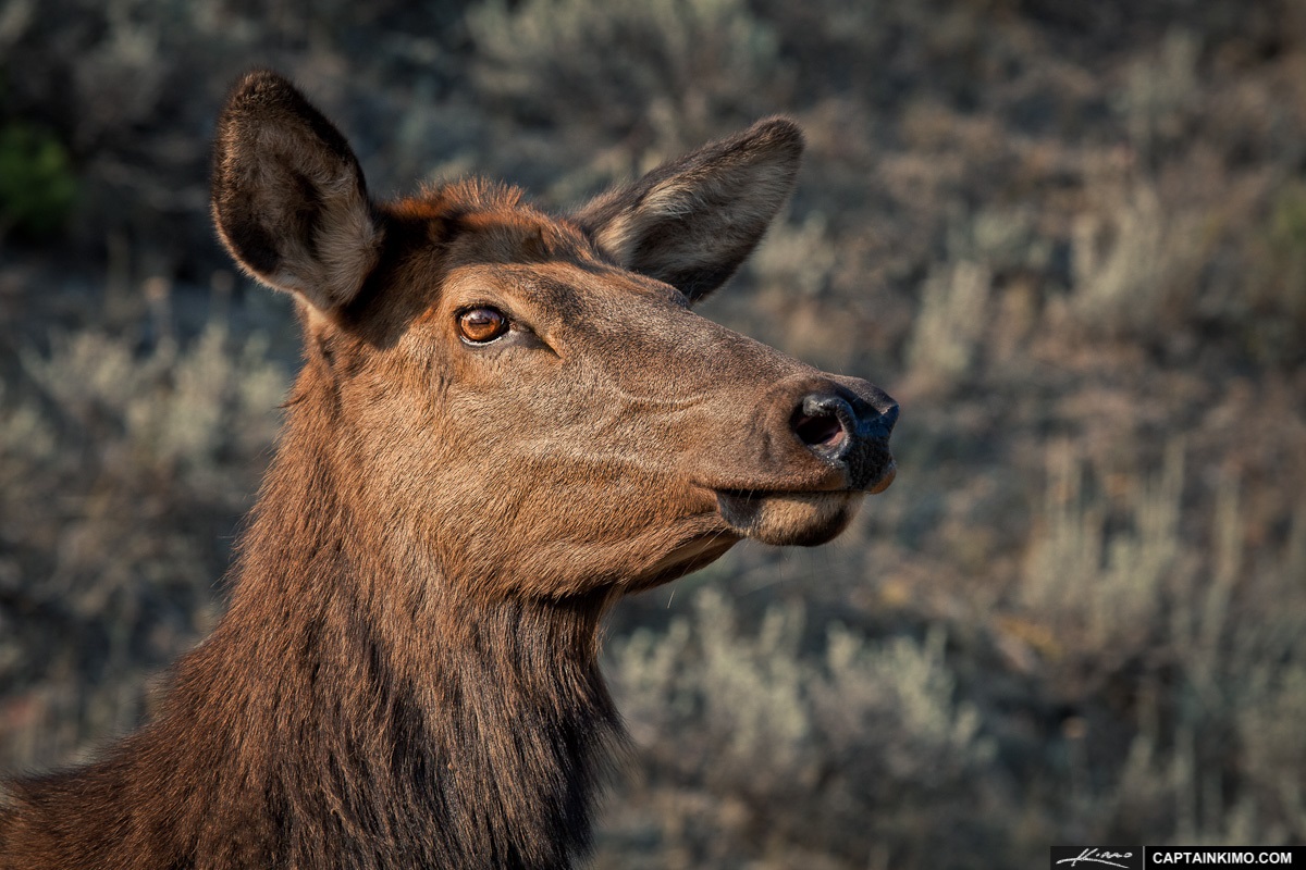 Female Elk Close-up of female elk.
