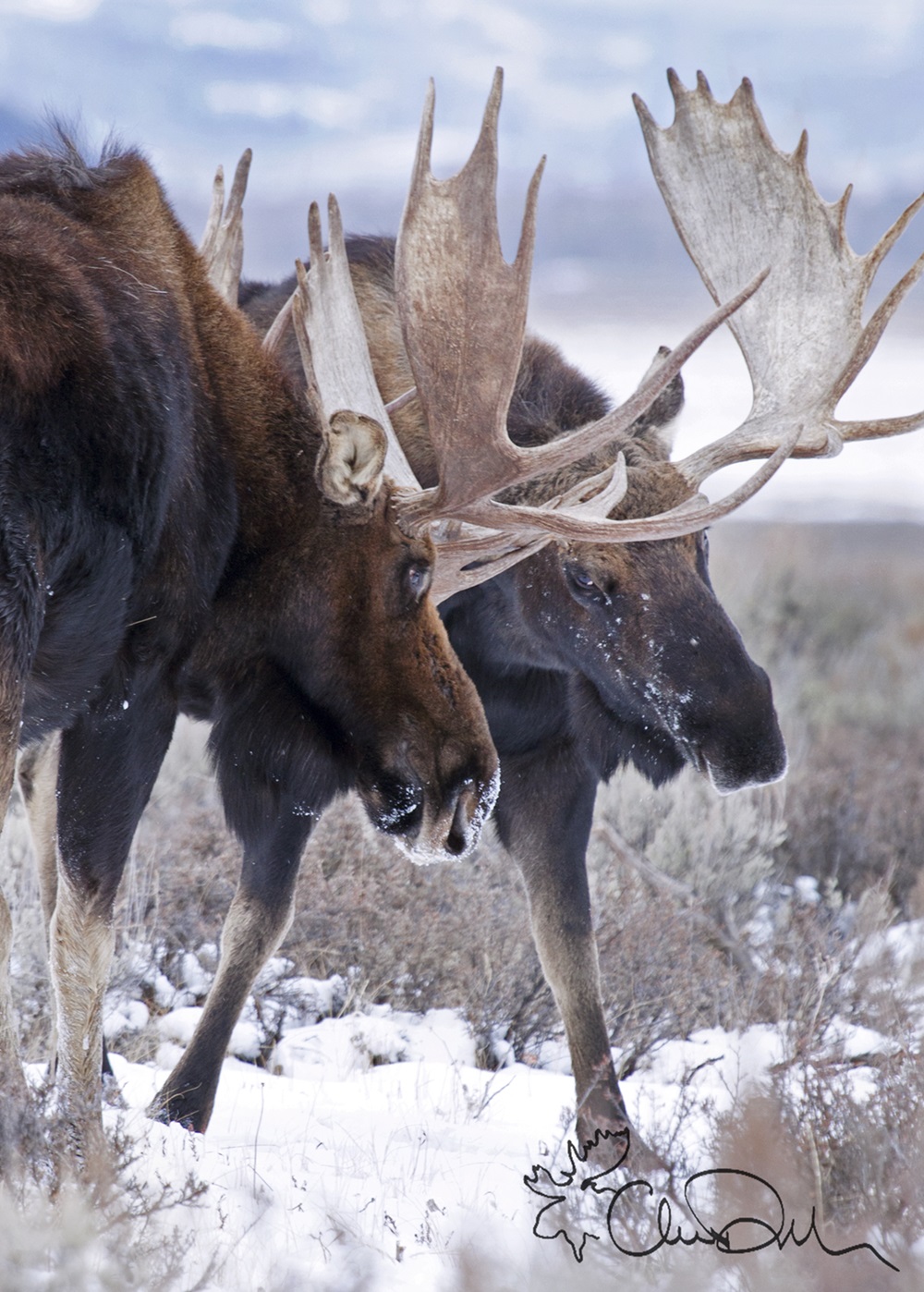 Moose Duel Two moose dueling.