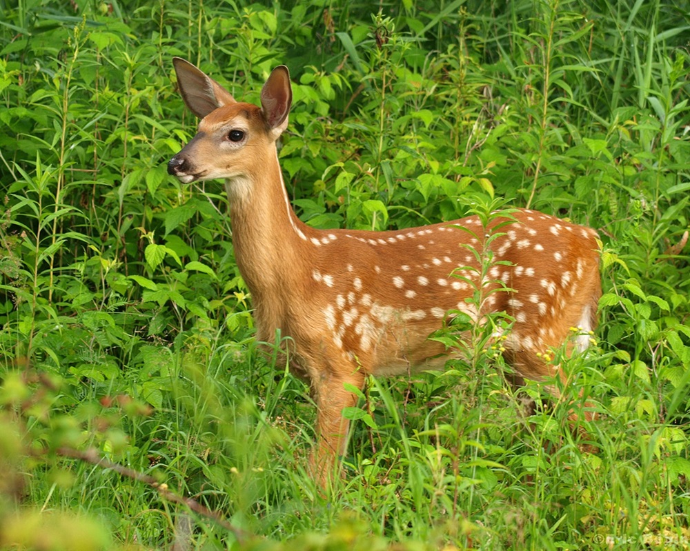 White-tailed Deer Juvenile Young deer in green grass.