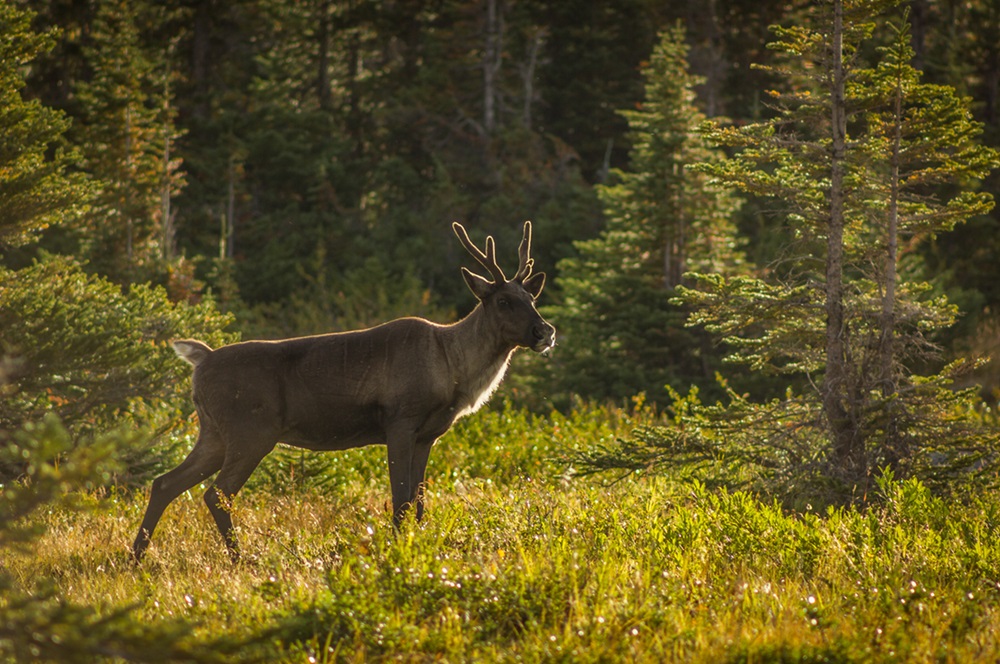 Woodland Caribou Caribou in the woods.