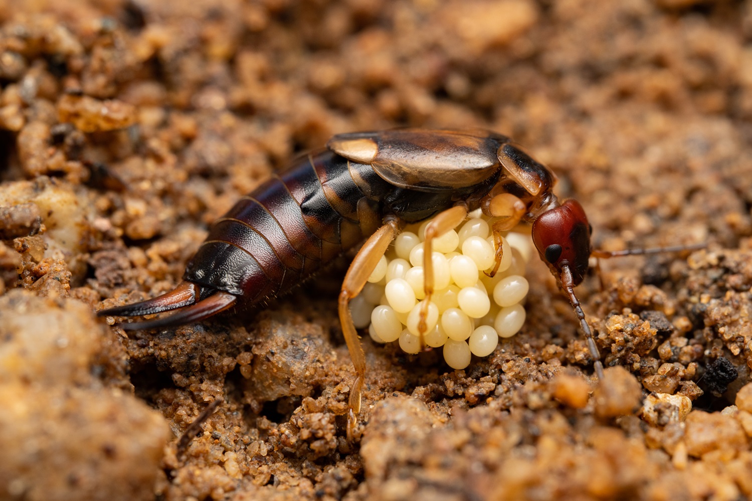 Earwig with Eggs Earwig curled up around a bunch of eggs.